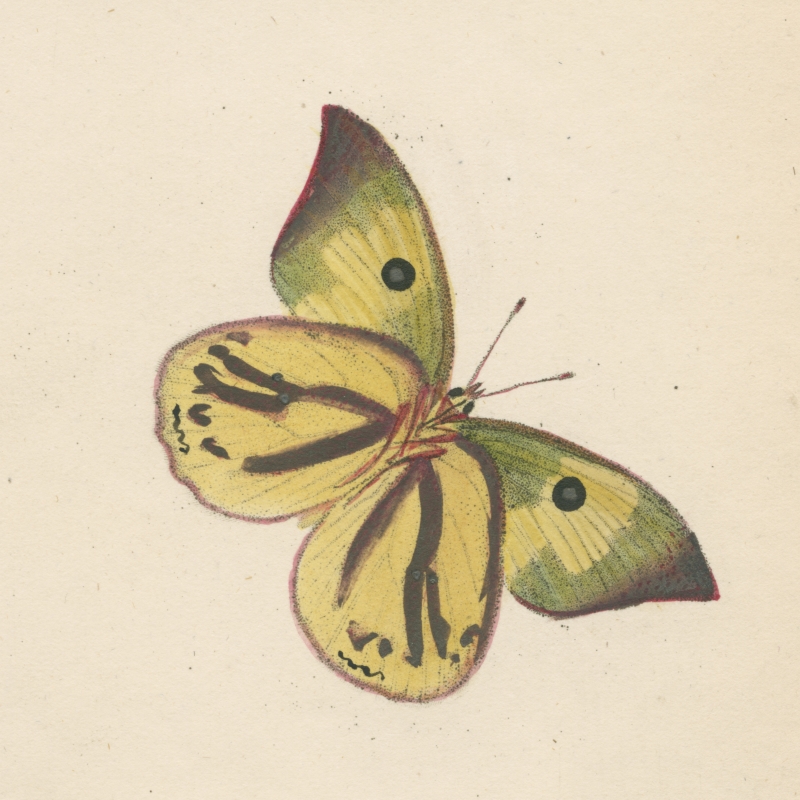 Plate 2 from 'Psyche' by Thomas Martyn, 1797 (detail)