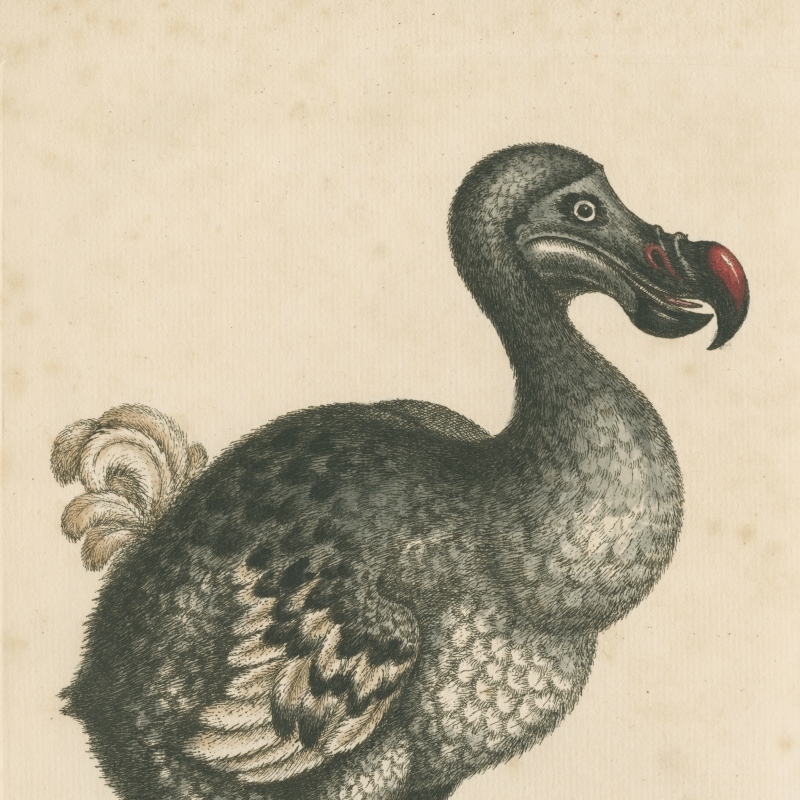 Dodo, by George Edwards FRS