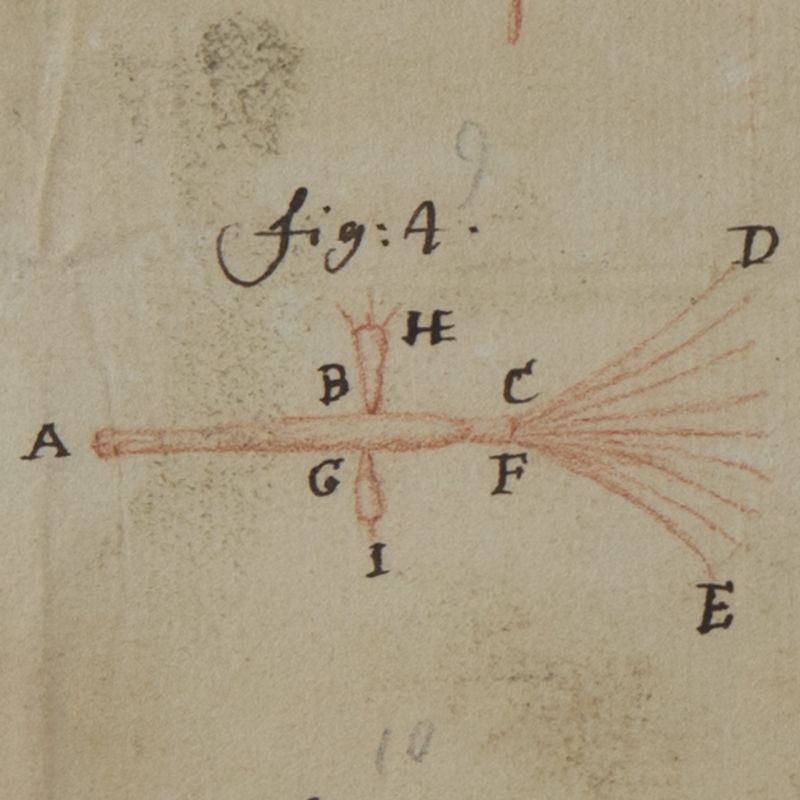 Hydra by Antoni van Leeuwenhoek, 1702
