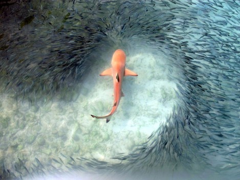 ‘Going with the flow schooling to avoid a predator’ by Claudia Pogoreutz