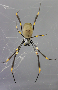 Nephila plumipes