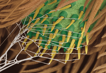 Attachment silk emerging from the spinnerets in the spider Uloborus plumipes. Credit: Ingo Grawe