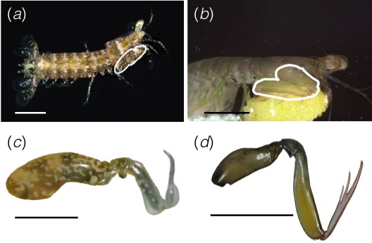 fig1-devries