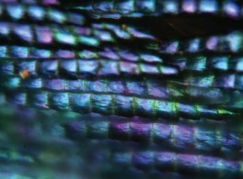 Closely packed barbules in a central area of the blue iridescent area of the intact feather