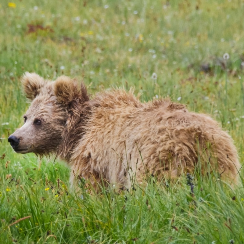 Himalayan brown bear from the Deosai National Park, Pakistan.