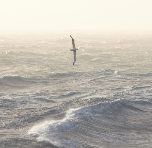 Albatross
