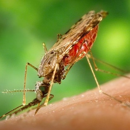 Anopheles albimanus mosquito
