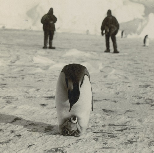 Penguins