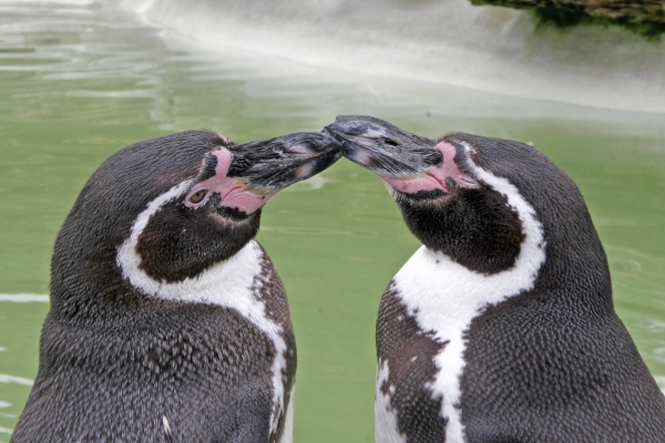 Humboldt penguins