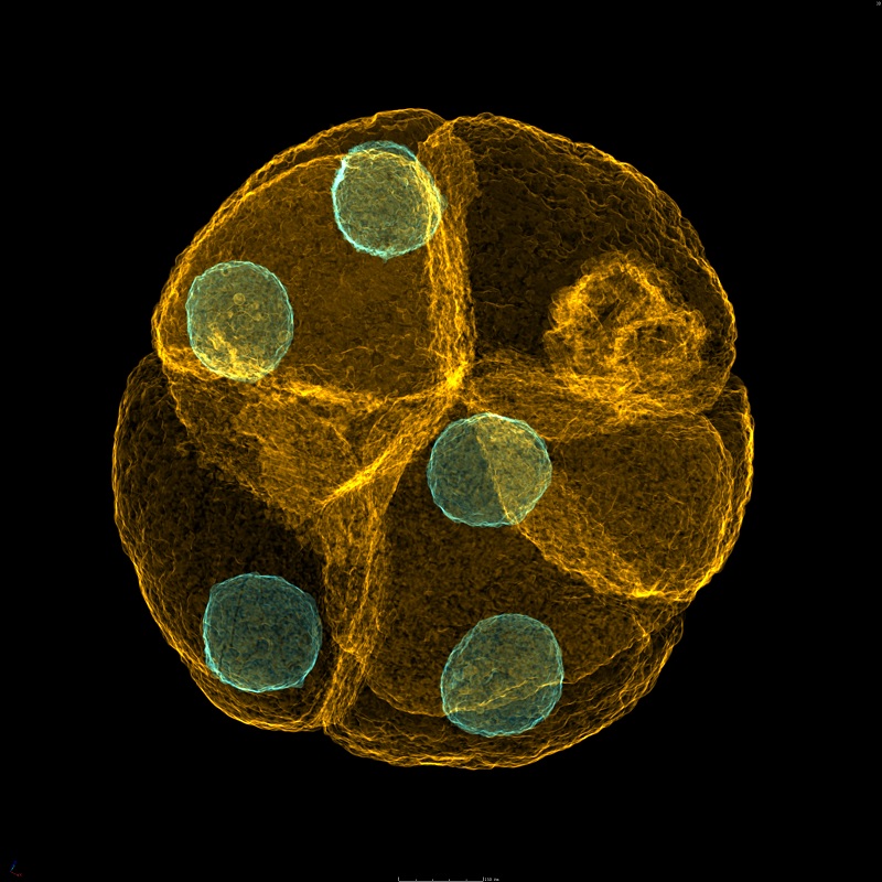 A tomographic model of a 600-million-year old embryo-like fossil at early cleaving stage from the Ediacaran Weng’an biota, South China.