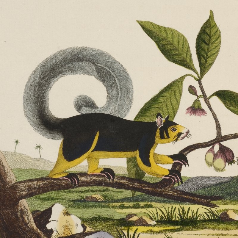 Indian giant squirrel by Thomas Pennant, 1790