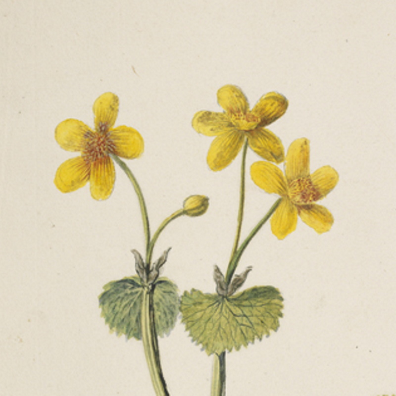 Marsh marigold by Richard Waller