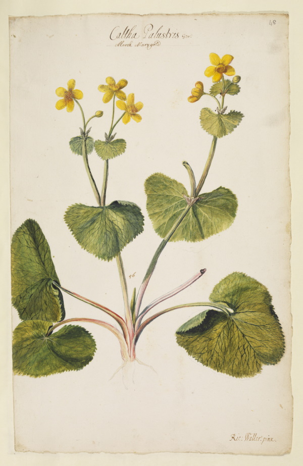 Marsh marigold by Richard Waller