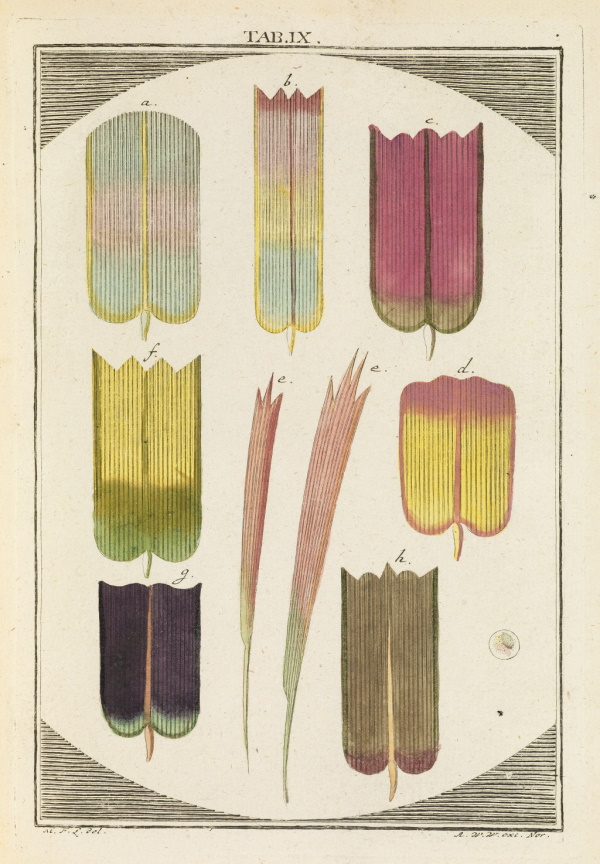 Butterfly wing scales by Adam Winterschmidt