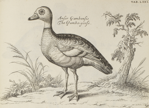 Spur-winged goose, from 'The ornithology of Francis Willughby', 1678