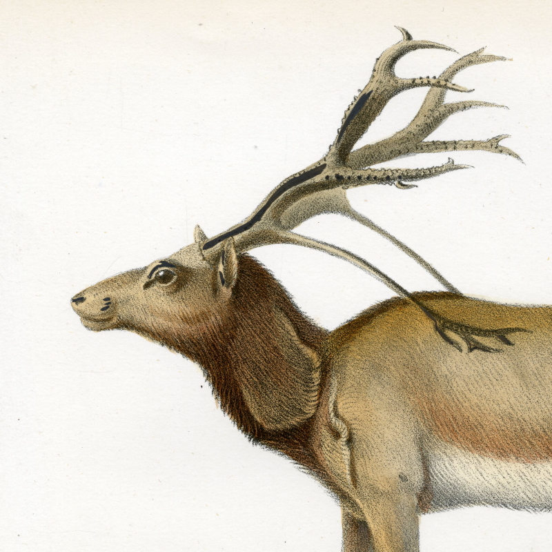 Père David’s deer