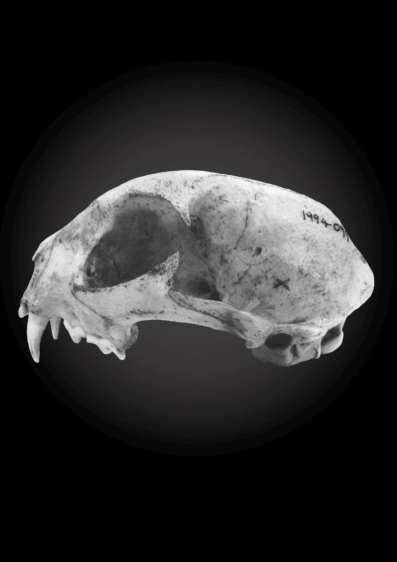 Cat skull in front of a black background - cover image nomination by Raffaela Lesch