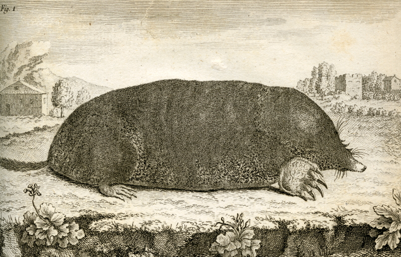 A European mole