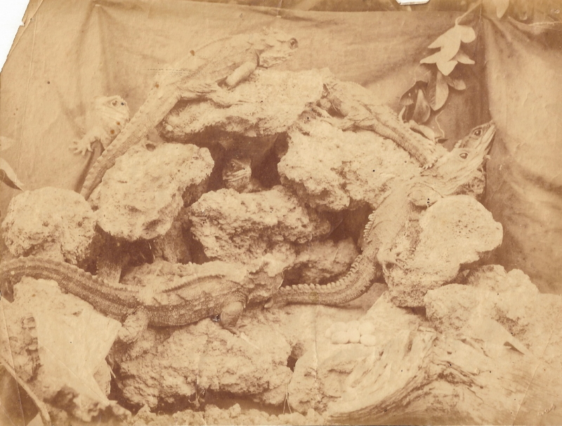 Tuatara raised by Algernon Thomas (Wikimedia Commons)