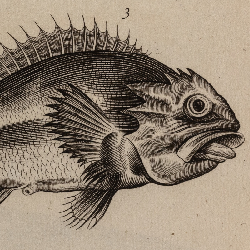 'Scorpoena Bellon': detail from Willughby and Ray's 'Historia Piscium' (1686), Tab:H:4