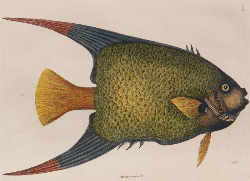 Angelfish, from Catesby’s 'Natural history of Carolina, Florida and the Bahama Islands' (1731)