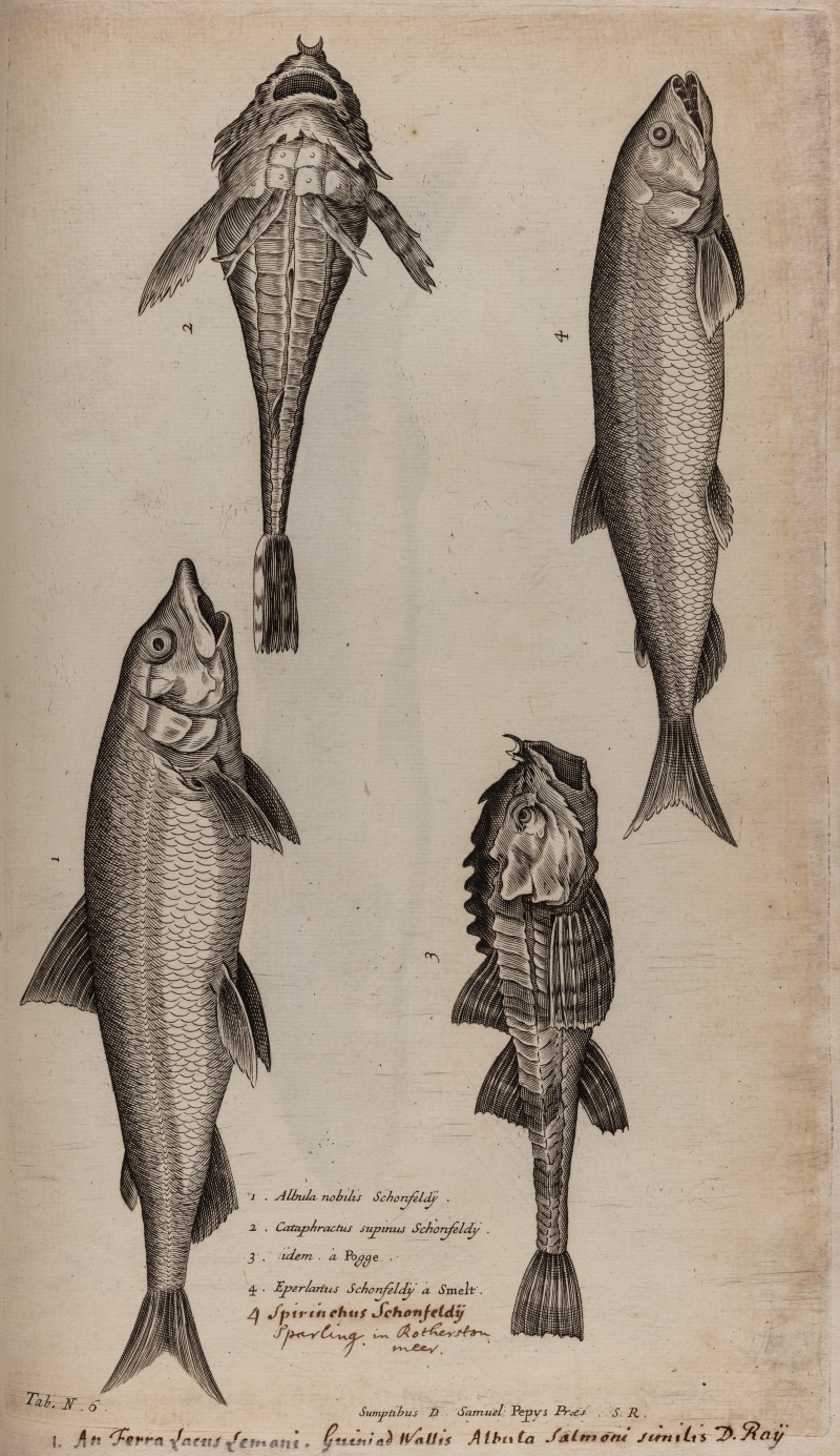 Tab.N.6 from Willughby and Ray's 'Historia Piscium' (1686)