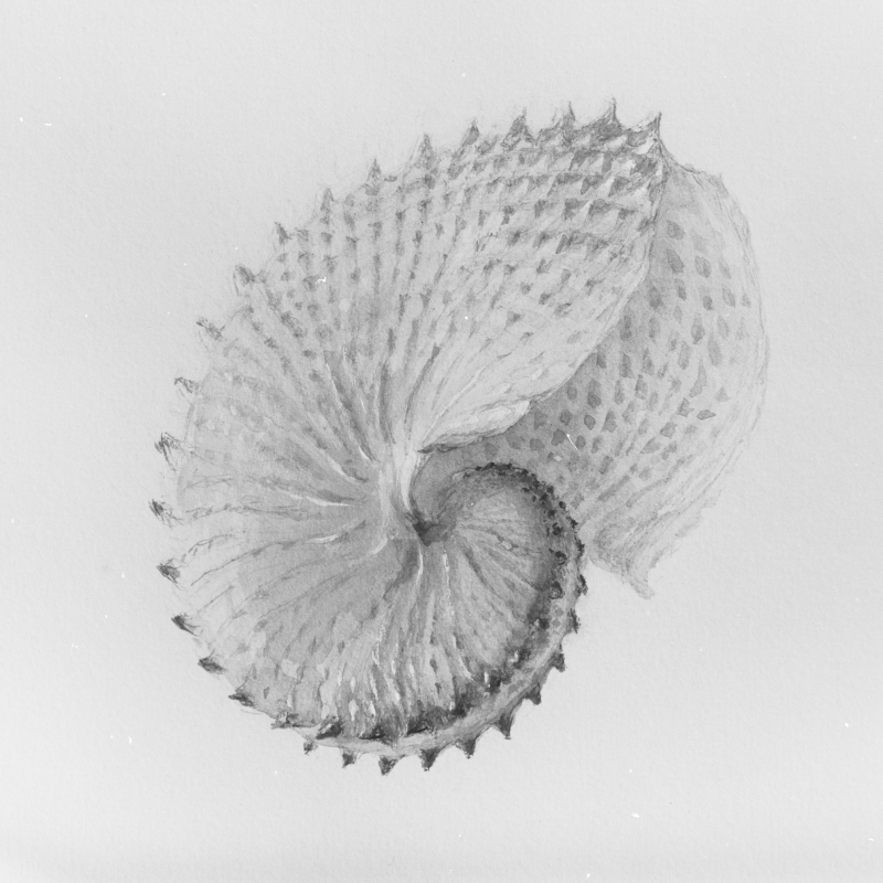 John Ruskin 'Nautilus' (n.d.) © The Ruskin, Lancaster University