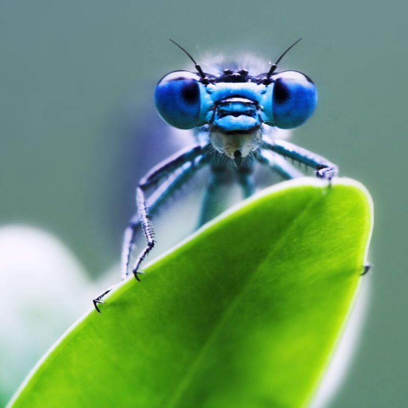 Dragonfly
