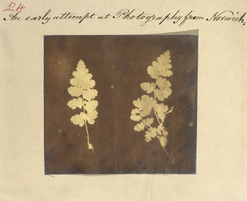 Caleb Burrell Rose, Two specimens of fern leaf 1840 [?]