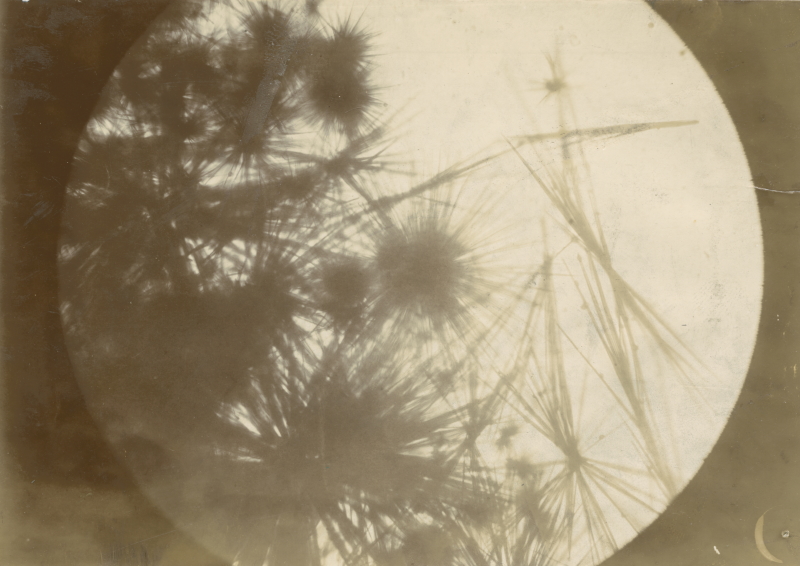 Frederick William Pavy FRS, Osazone (glucazone) crystals 1893