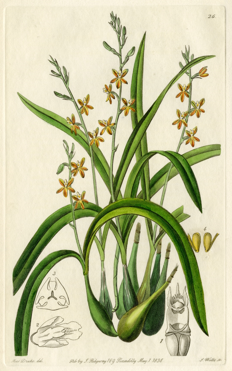 Ochre yellow Prosthechea ochracea by S Watt, after Sarah Anne Drake, 1838