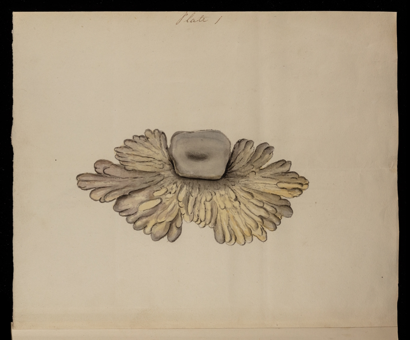 Mammary glands of Platypus anatinus by Richard Griffin