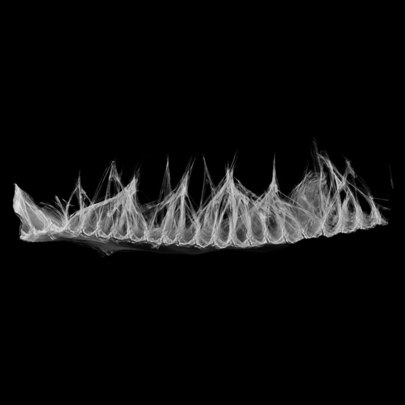 Cross-sectional view of a wet Namaqua Sandgrouse belly feather, showing unwound barbules that form teardrop-shaped features to trap water in place during flight. Specimen LACM 79159, Ornithology Department of the Natural History Museum of Los Angeles County. Jochen Mueller and Lorna J. Gibson.