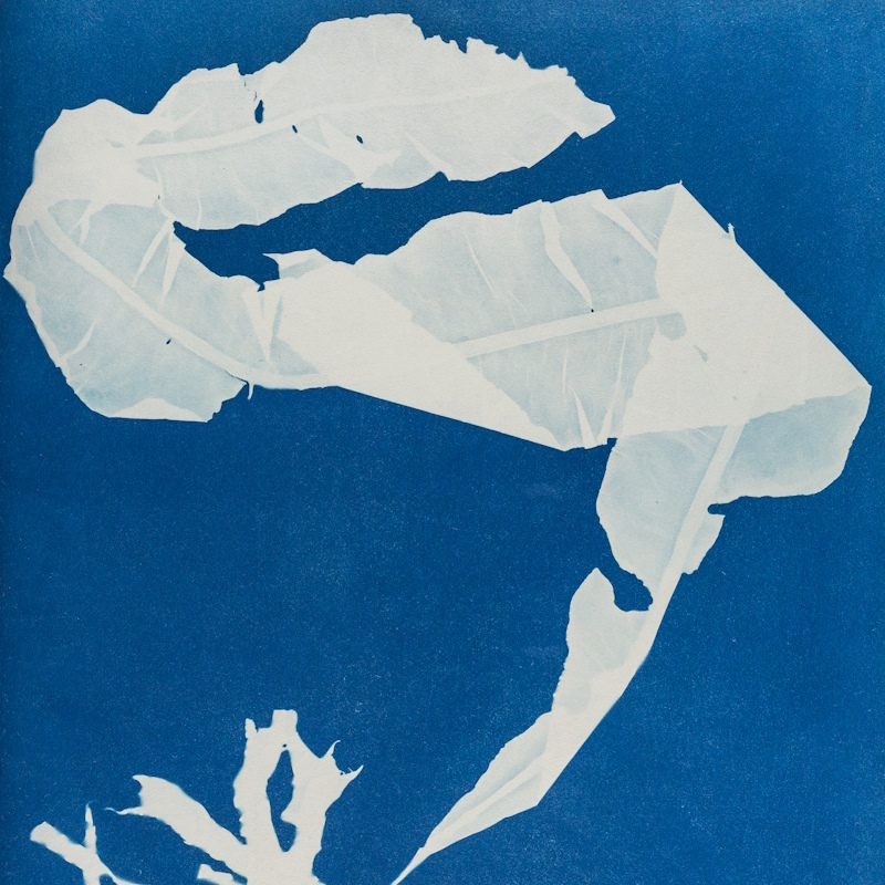 A cyanotype image by Anna Atkins