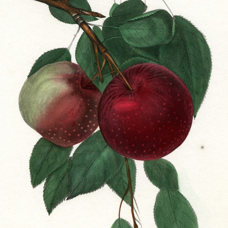 ‘Jersey crab’ after Ebenezer Emmons Jr, 1842 (detail)