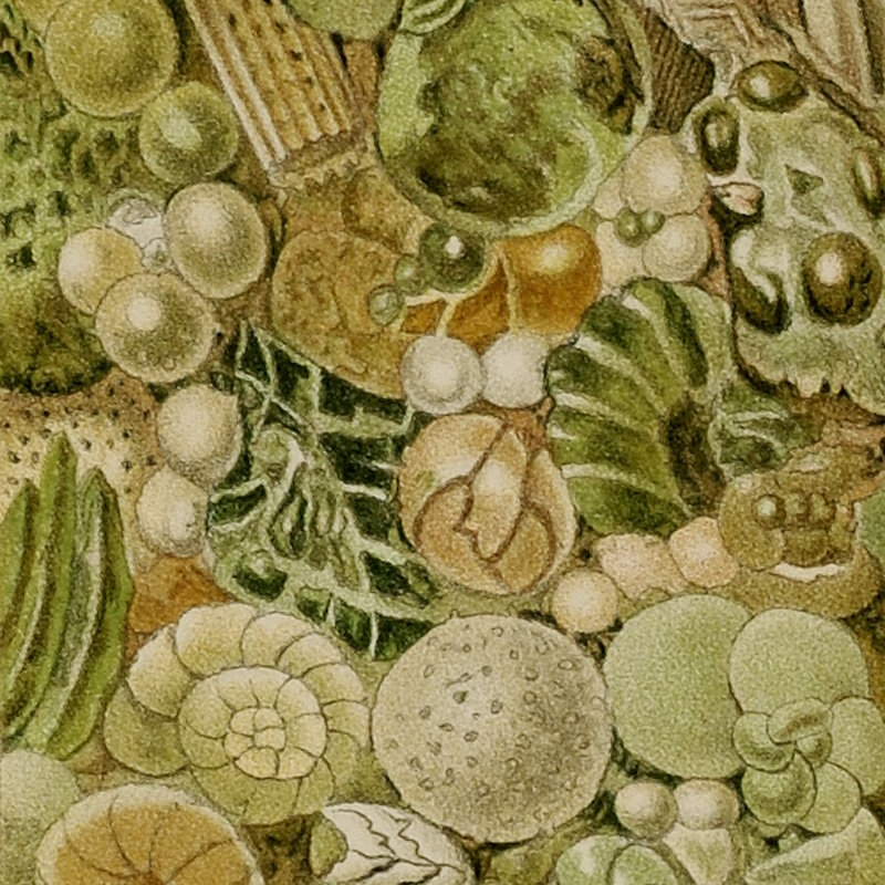 Deep sea deposits from the Challenger expedition (detail)