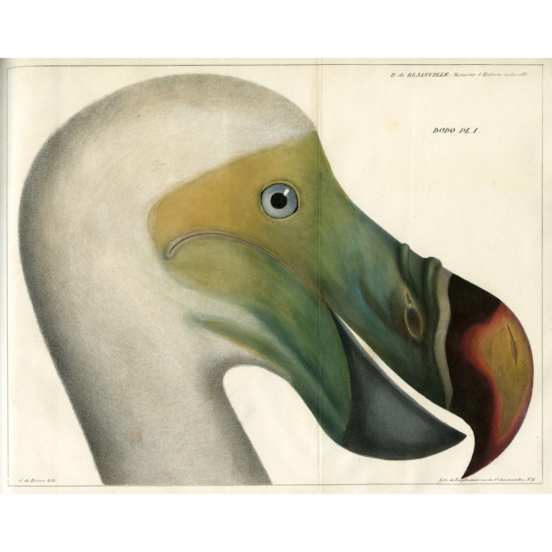 A dodo from ‘Mémoire sur le Dodo’ by H.D. De Blaineville, 1835