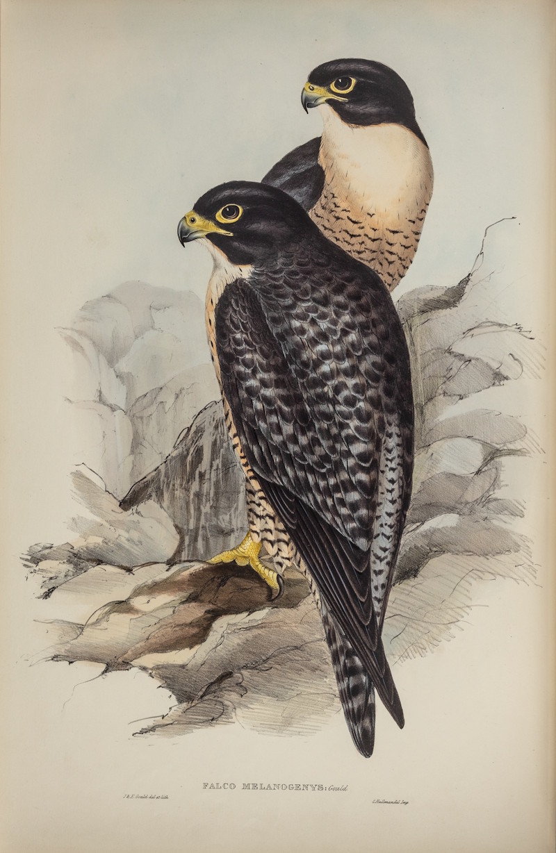 Black-cheeked falcon by John and Elizabeth Gould