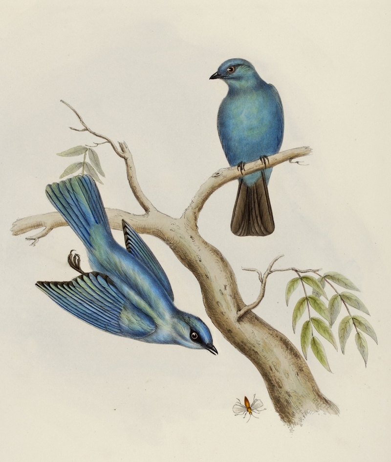 Indian flycatcher by Elizabeth Gould