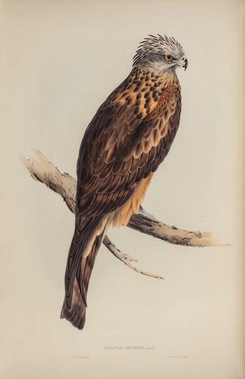 Square-tailed kite by John and Elizabeth Gould