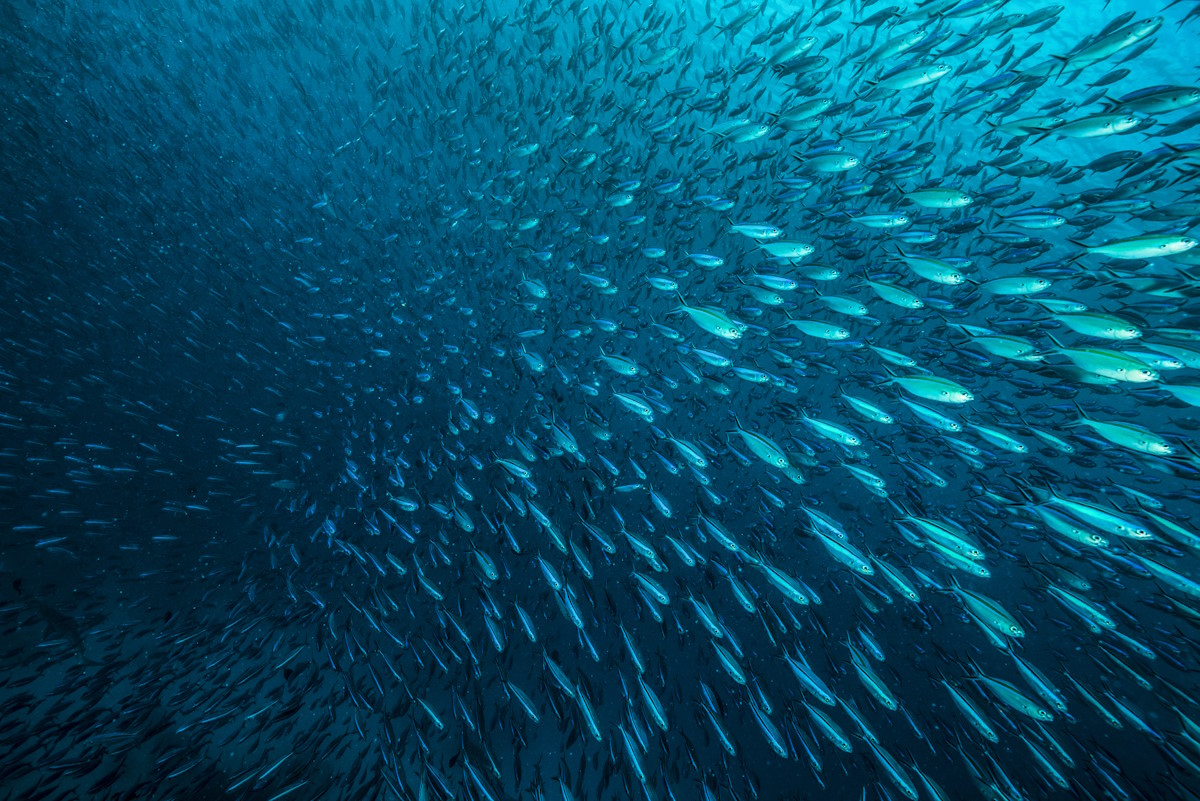 Bait Ball - fish underwater