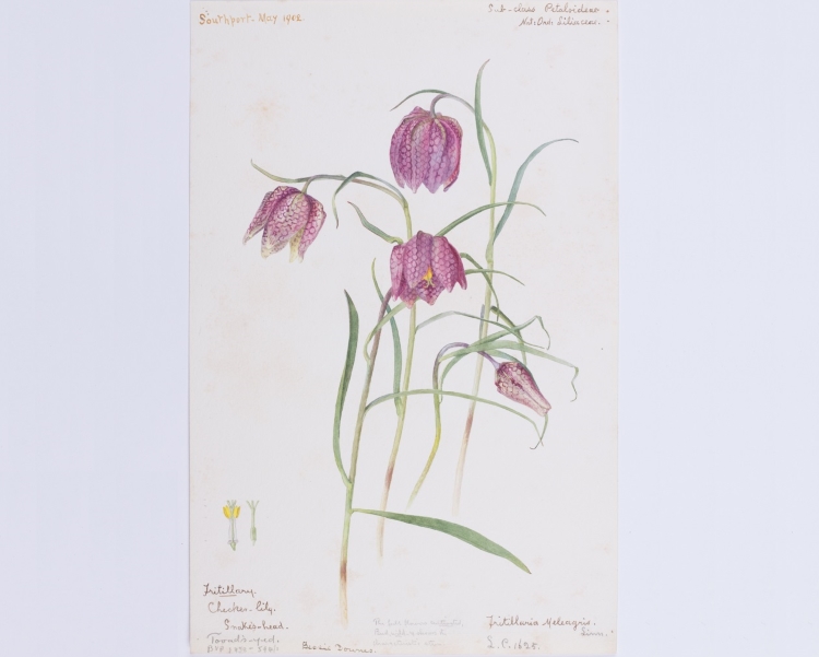 Brilliant Bessie Watercolour paintings by Bessie Downes