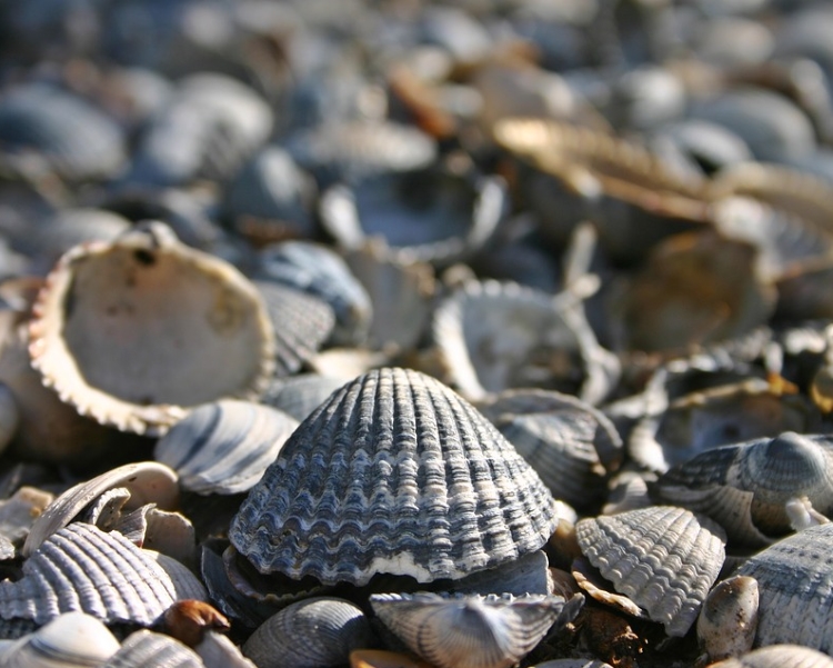 Shells 