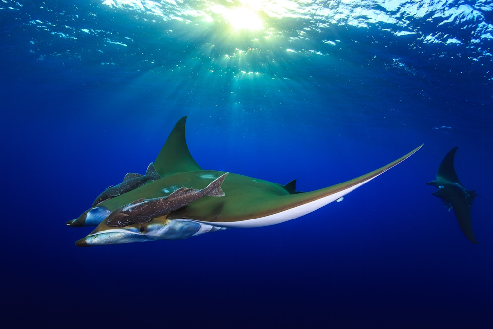 Two devil rays in ocean flight.
