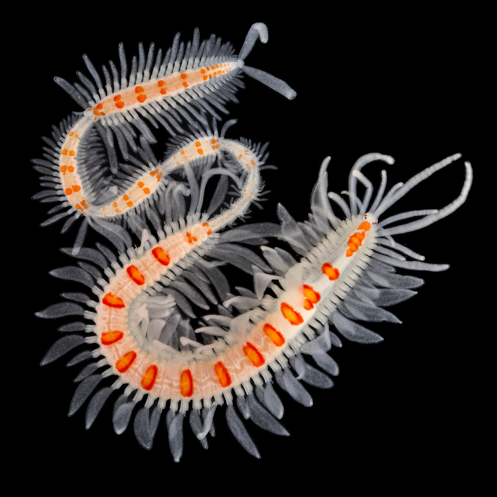 A trainworm.