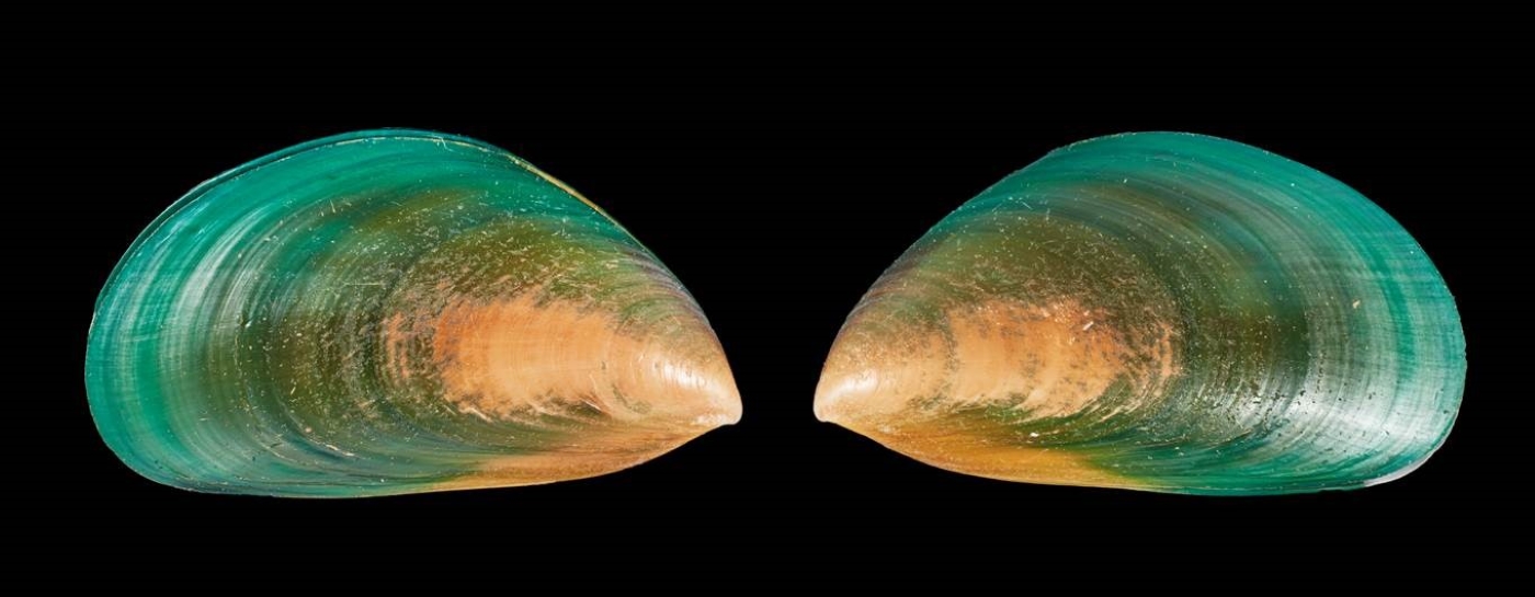 Blue green shells