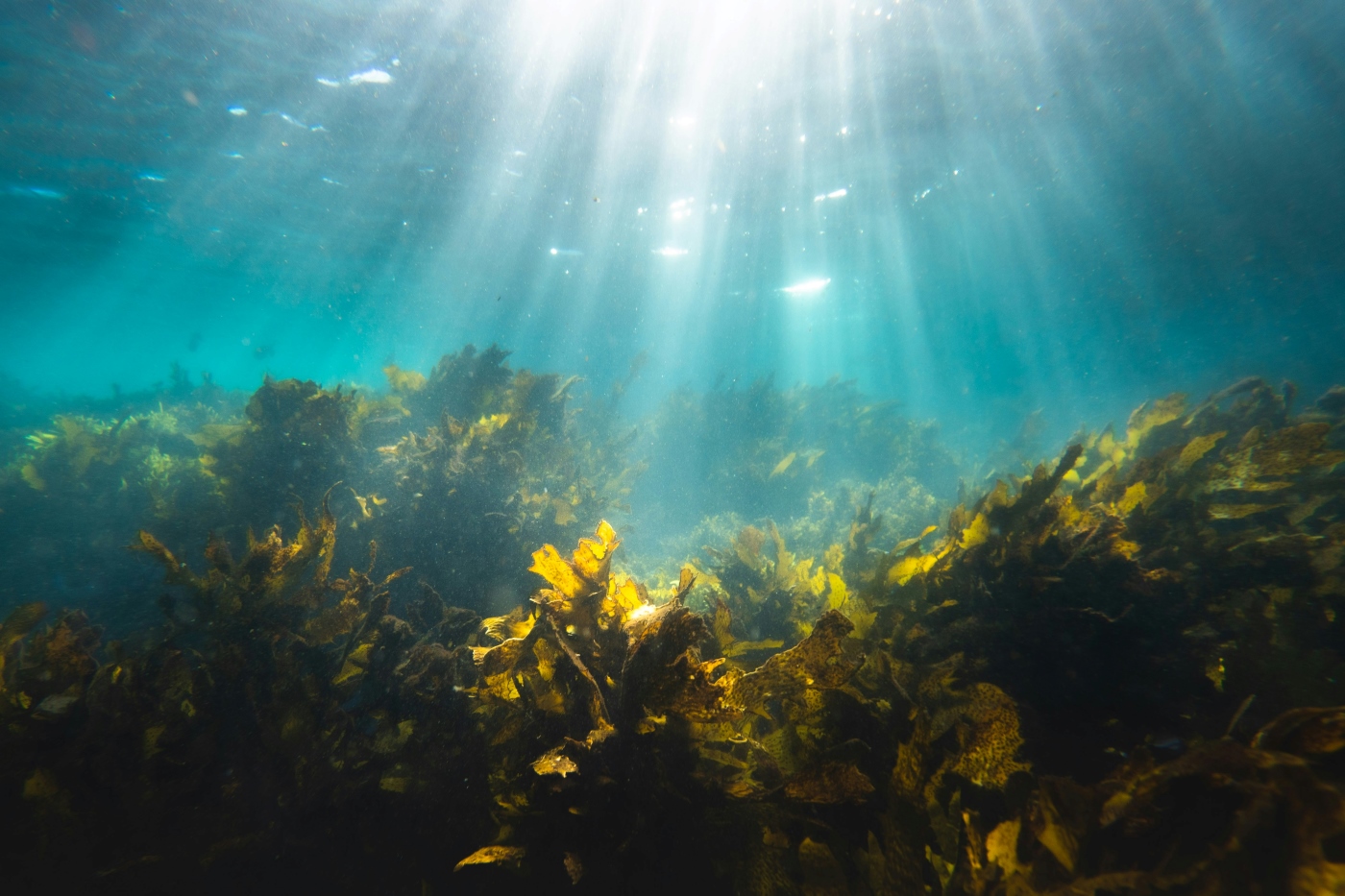 Seaweed under a sunlit ocean