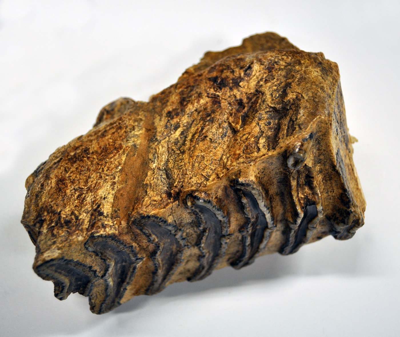 A straight-tusked elephant tooth