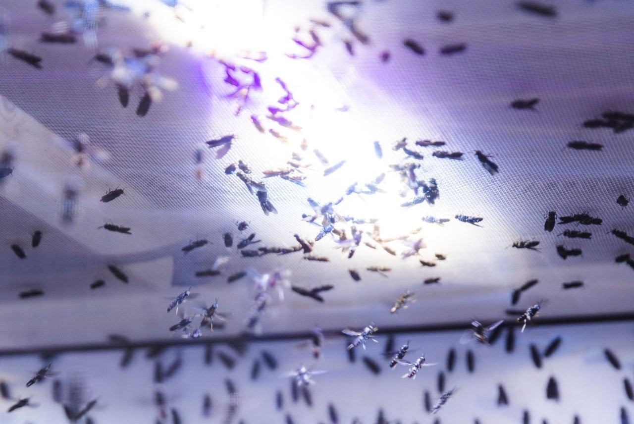 An insect farm