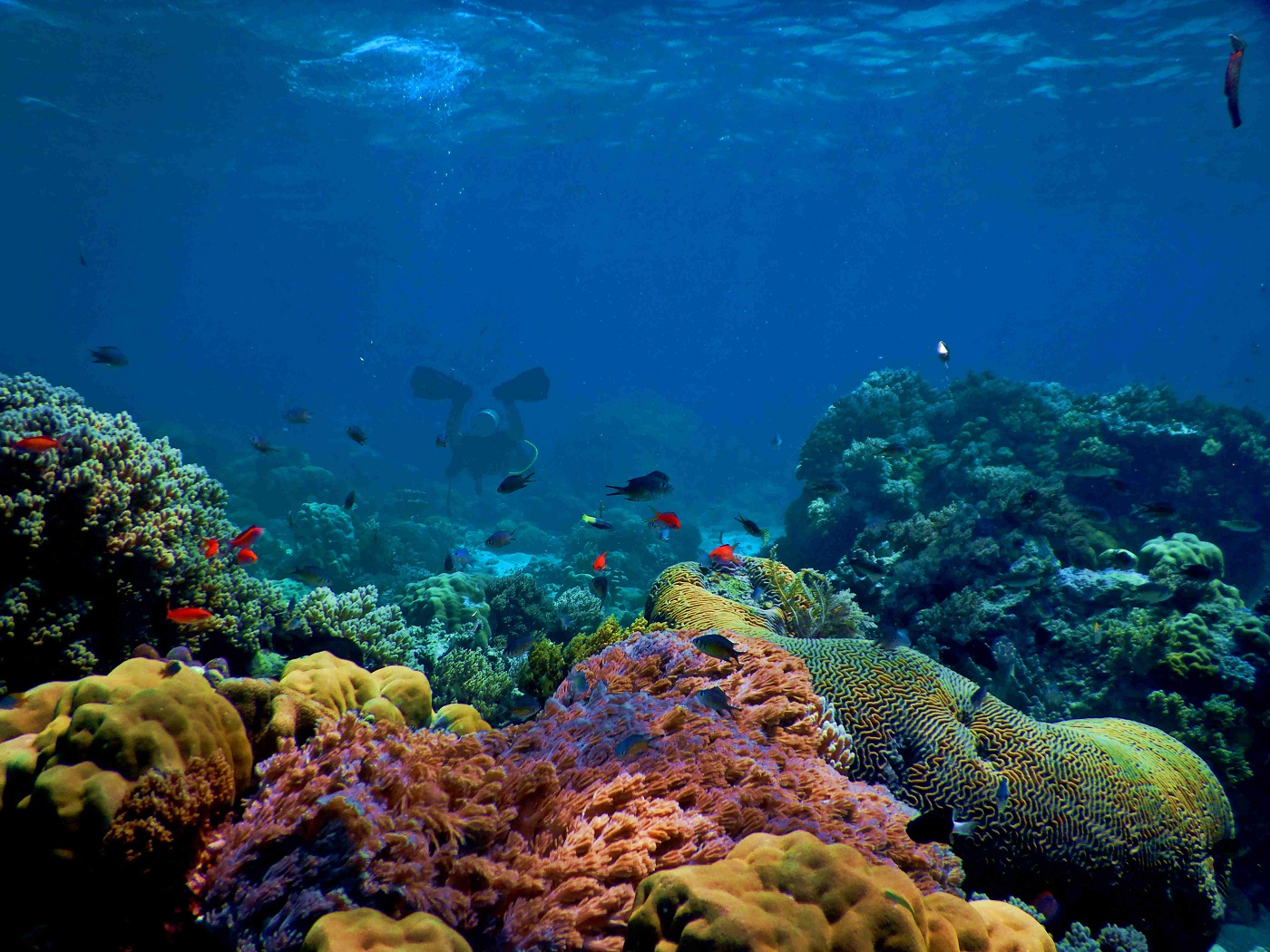 Coral reefs
